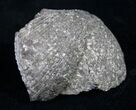 Large Pyrite Replaced Brachiopod - Silica Shale #8803-1